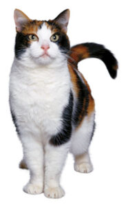 Pet Corner Image